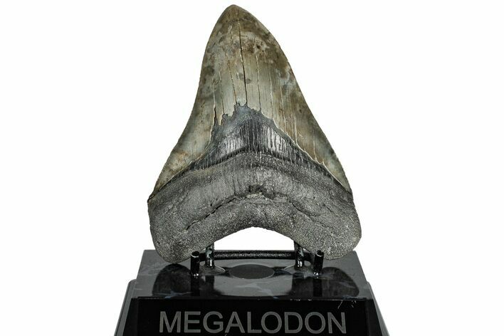 Serrated, Fossil Megalodon Tooth - South Carolina #310014